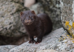 Loài động vật nào dễ bị nhiễm virus SARS-CoV-2 nhất?