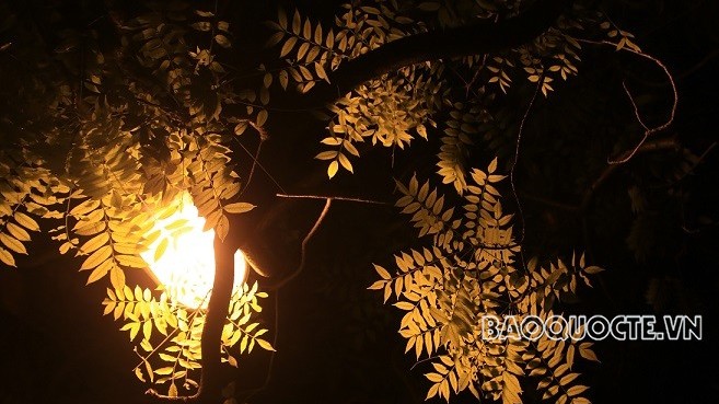 Ô nhiễm ánh sáng ảnh hưởng đến cây xanh đô thị