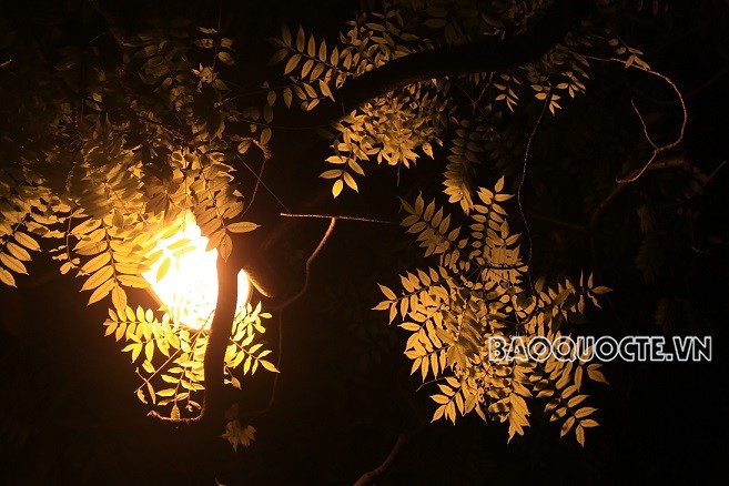 Ô nhiễm ánh sáng ảnh hưởng đến cây xanh đô thị