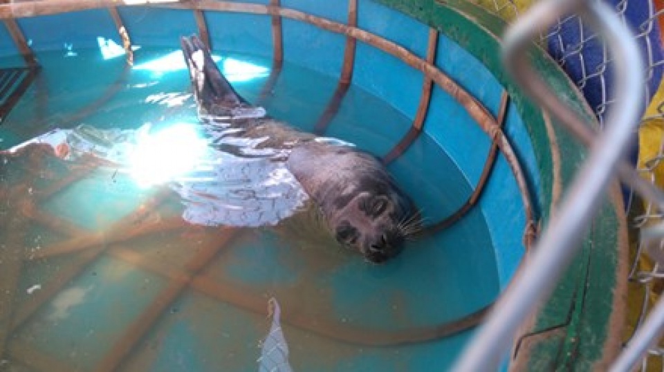 hai cau ca voi dat vao bo bien quang nam