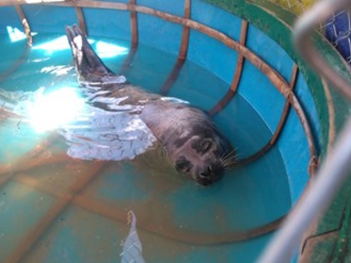 Hải cẩu, cá voi dạt vào bờ biển Quảng Nam