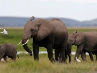 thai lan tai xe ngo ngang khi voi gia chan xe day voi tre tho do an