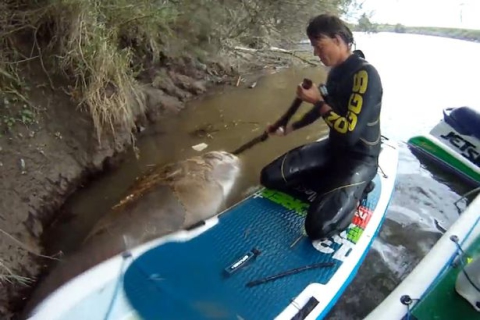 anh phat hien xac ca ngu lon nhu ca map