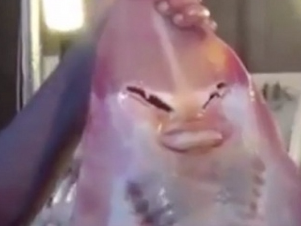 ky la ca map mat giong nguoi