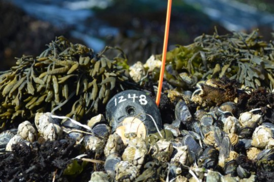 su dung robot hinh trai de giam sat bien doi khi hau