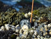 ba clinton va ong trump da bo lo mot co hoi lon