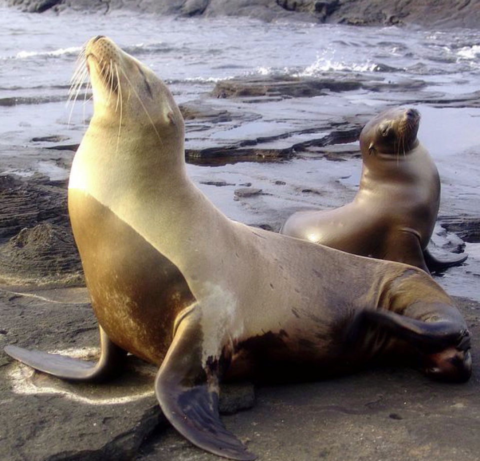 my co the lap danh sach cac loai bi de doa do bien doi khi hau