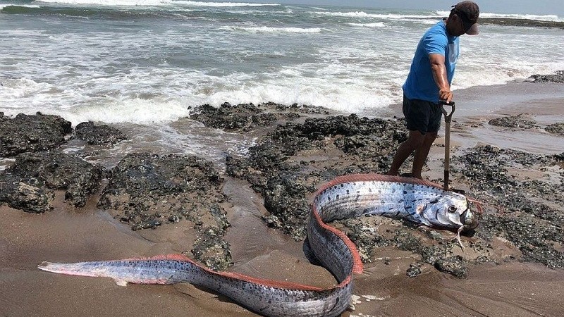 loai ca mang diem xau duoc tim thay o vung bien mexico