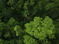 Rừng xanh - "chiến binh" ngăn bước biến đổi khí hậu