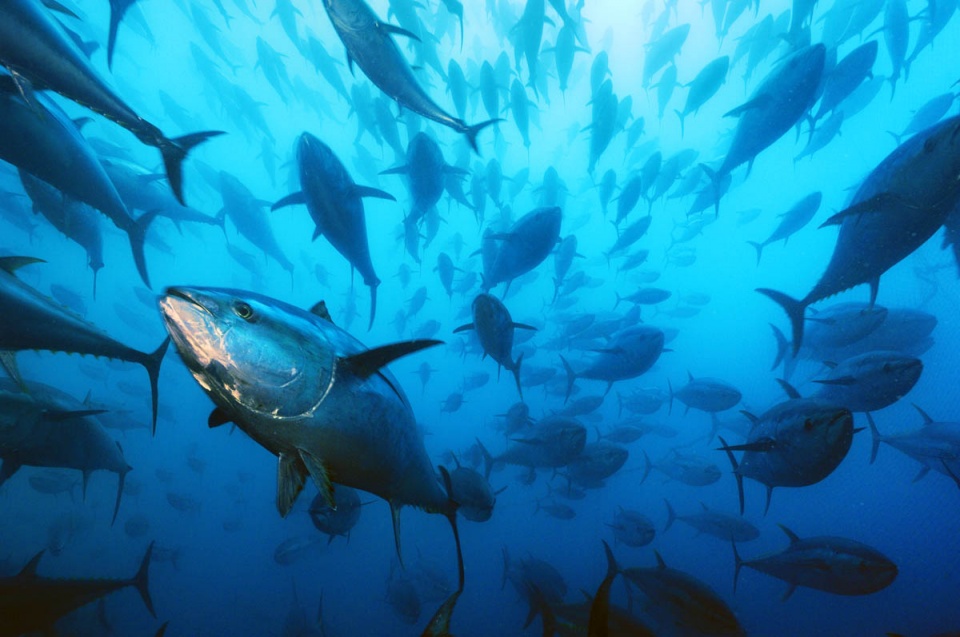 bien doi khi hau co the tan pha nghe ca toan cau