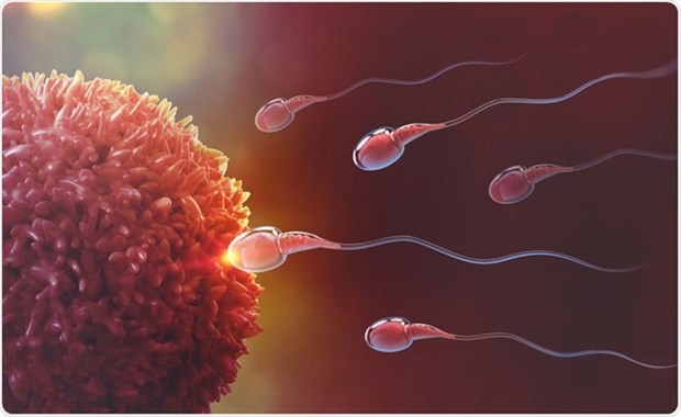COVID-19 có thể ảnh hưởng đến hệ sinh sản của nam giới trong 2 tháng