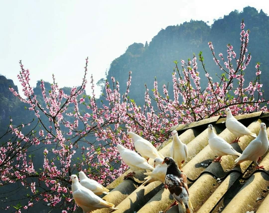 Mùa hoa đào nở muộn tuyệt đẹp ở cao nguyên đá Hà Giang
