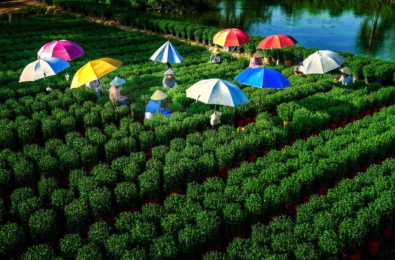 Ngày mới quê tôi của tác giả Đặng Nhất Linh