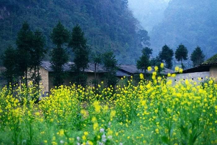 Sắc vàng hoa cải sưởi ấm Hà Giang ngày đông. (Nguồn: Sở Ngoại vụ Hà Giang)