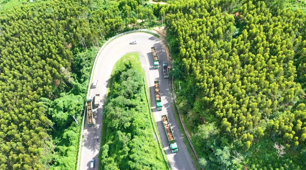 Xe vận chuyển gia súc của THILOGI chở bò cho Công ty Chăn nuôi bò Trung Nguyên.Nguồn: (THILOGI)