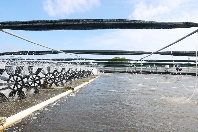 Bể nổi trên cạn có hệ thống lưới lan che mát, ổn định nhiệt độ để nuôi tôm thẻ công nghệ cao nhiều giai đoạn ở huyện Bình Đại, tỉnh Bến Tre.(Nguồn: danviet.vn)