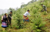 bao ve moi truong 33 cong ty ca cao hang dau the gioi bat tay giam nan pha rung