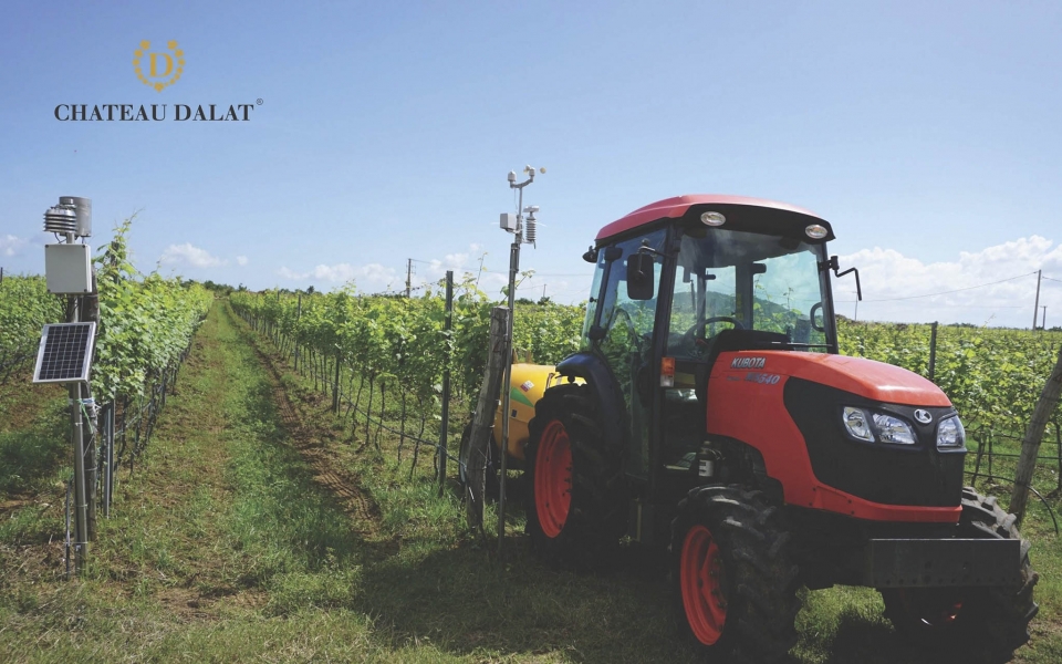 vang chateau dalat qua tang tinh te cua gioi ngoai giao