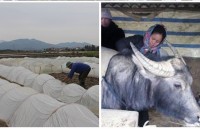 anh huong khong khi lanh mien bac sap co ret dam 8 do c