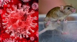 Trung Quốc: Thêm bằng chứng khẳng định biến thể Omicron có thể bắt nguồn từ chuột