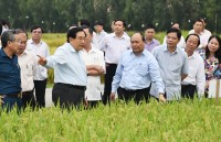 Thủ tướng thị sát mô hình ản xuất lúa gạo chất lượng cao và an toàn