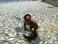 formosa gay ra nguyen nhan ca chet hang loat tai mien trung