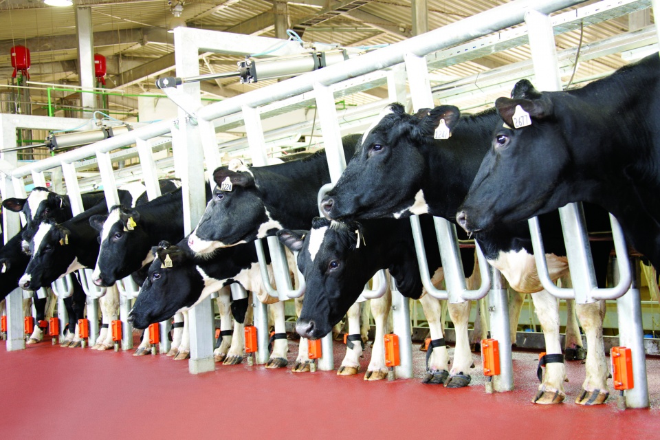 TH true MILK: Câu chuyện thú vị của ngành chăn nuôi Việt Nam tin nhap 20170511164720