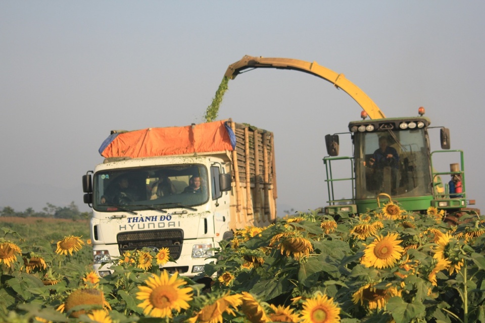 TH true MILK: Câu chuyện thú vị của ngành chăn nuôi Việt Nam tin nhap 20170511164720