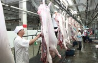 ga viet nam sap co mat tai thi truong nhat ban