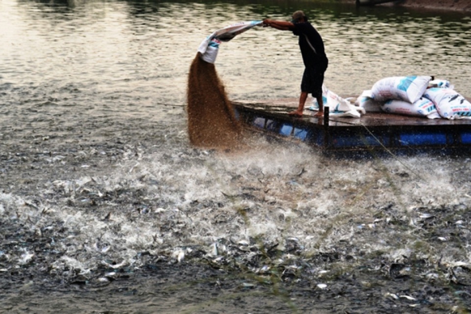 quy dinh quan ly nuoi che bien va xuat khau san pham ca tra