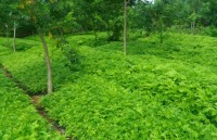 Hỗ trợ cho nuôi trồng, khai thác dược liệu