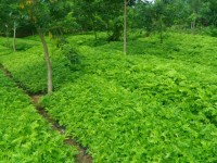 Hỗ trợ cho nuôi trồng, khai thác dược liệu