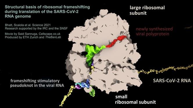 Giới khoa học Thụy Sĩ phát hiện điểm yếu của virus SARS-CoV-2 gây bệnh Covid-19, có thể phát thuốc kháng. (Nguồn: ETH Zurich/TTXVN) Giới khoa học Thụy Sĩ phát hiện điểm yếu của virus SARS-CoV-2 gây bệnh Covid-19, có thể phát thuốc kháng. (Nguồn: ETH Zurich/TTXVN)