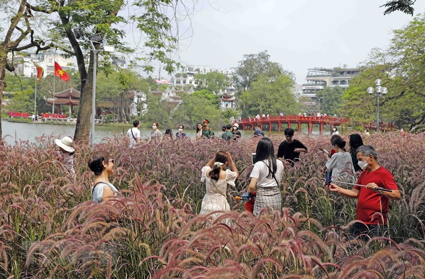 Vườn cỏ lau bên Hồ Gươm thu hút du khách chụp ảnh. (Ảnh: Trần Việt/TTXVN)