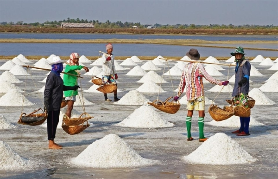 Quản lý sản xuất, chế biến, kinh doanh muối