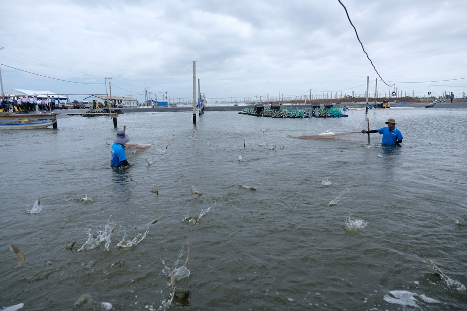 Thủ tướng thăm mô hình nuôi tôm ở Sóc Trăng thu tuong tham mo hinh nuoi tom o soc trang