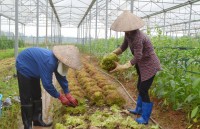 5 diem du xuan moi khong the bo qua o quang ninh