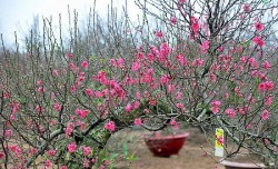 Lời chúc Tết 2022 bạn bè, đồng nghiệp thế nào cho 'chất'?