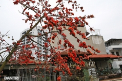 Ngắm Hà Nội đẹp lạ thường mỗi mùa hoa gạo về