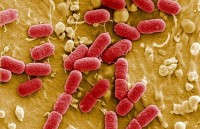 phong chong khang thuoc cham dut lam dung thuoc khang sinh