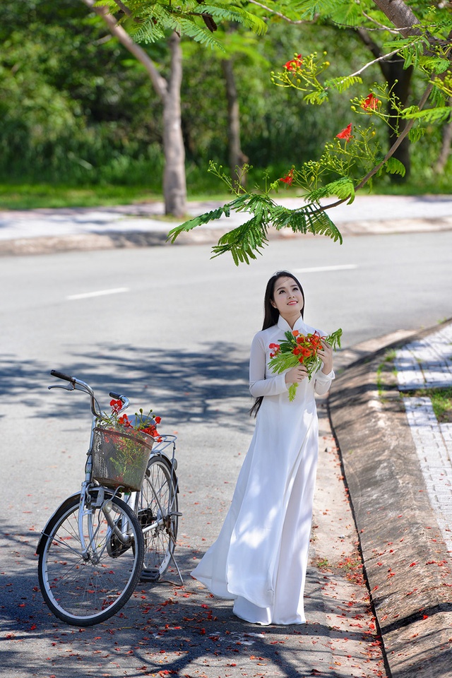 mua hoa phuong vi o thanh pho mang ten bac