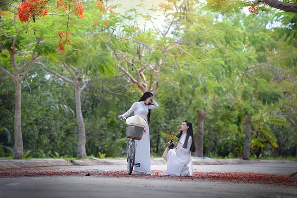 mua hoa phuong vi o thanh pho mang ten bac