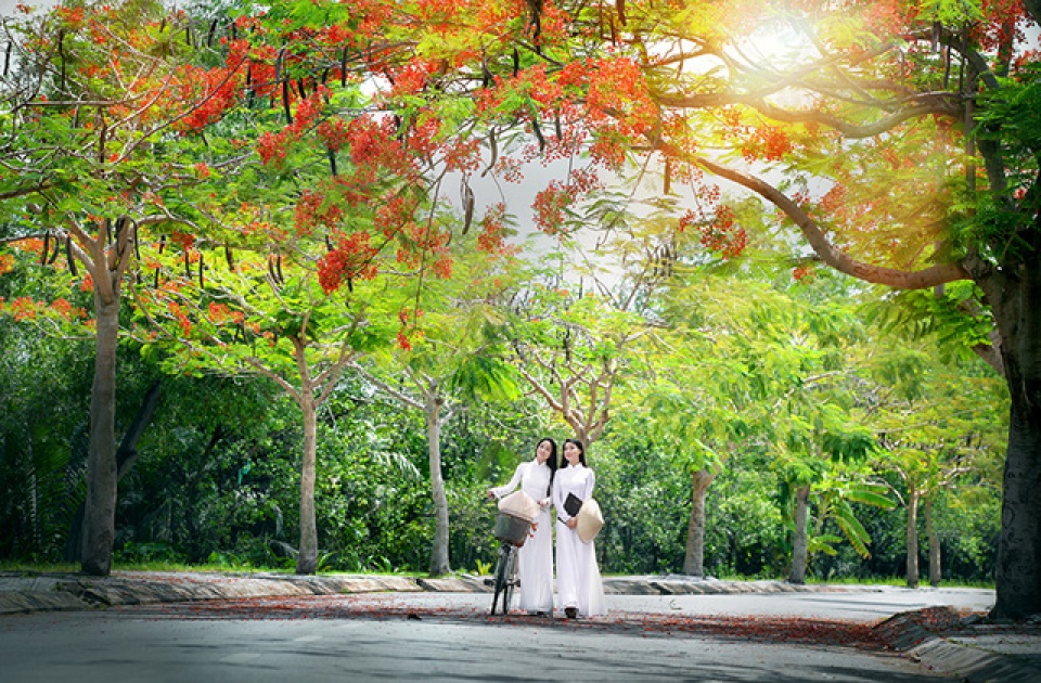 mua hoa phuong vi o thanh pho mang ten bac