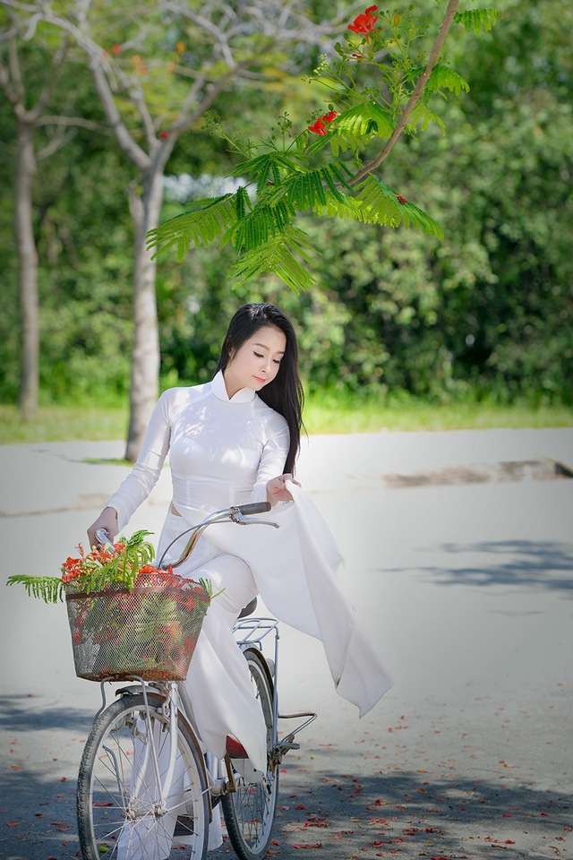 mua hoa phuong vi o thanh pho mang ten bac