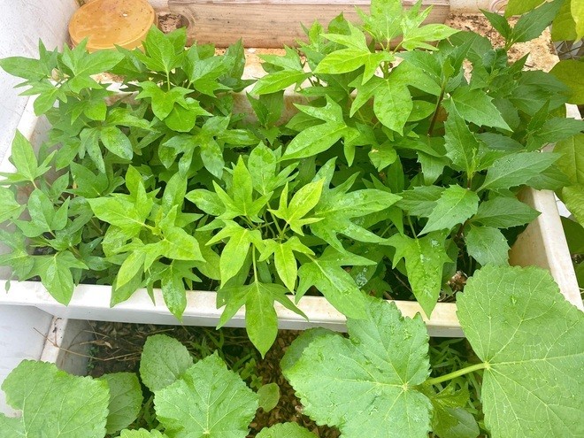 Vợ chồng 'hô biến' sân thượng thành góc 'cà phê tại gia' xanh mát