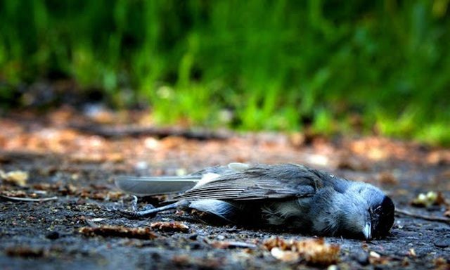 Bí ẩn ngôi làng Ấn Độ thu hút chim đến 'tự sát'