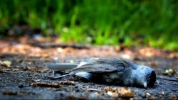 Bí ẩn ngôi làng Ấn Độ thu hút chim đến 'tự sát'