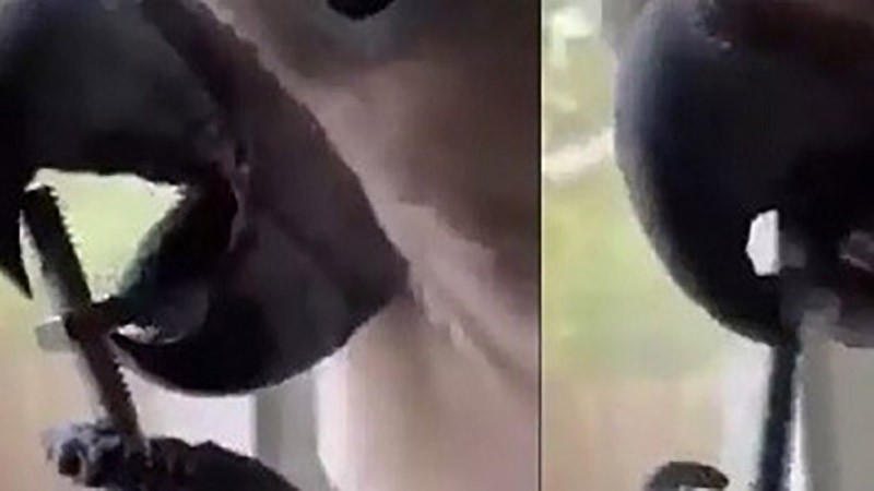 Video chú vẹt thông minh dùng lưỡi vặn bu lông một cách thuần thục