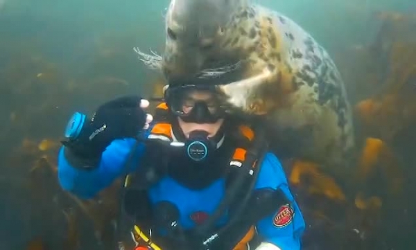 Hải cẩu âu yếm ôm hôn thợ lặn Anh dưới đáy biển