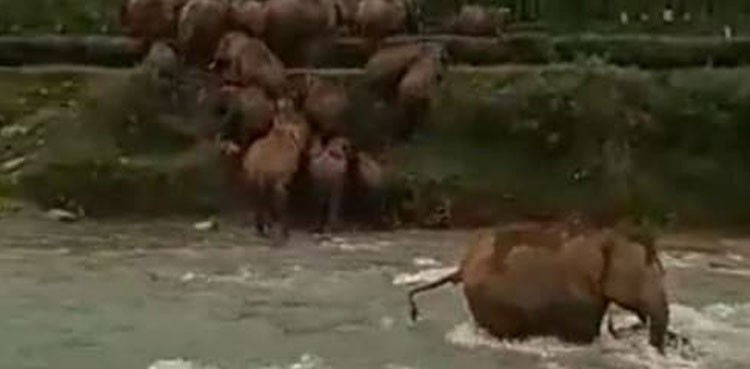 Khoảnh khắc voi mẹ cứu con thoát khỏi dòng nước chảy xiết